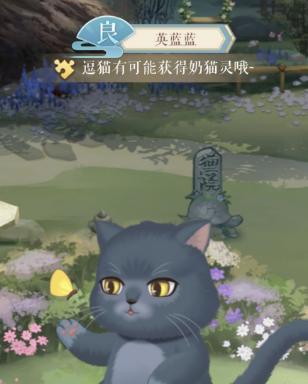 以灵猫传猫咪品种，探索猫咪世界的奇幻之旅（揭秘各类猫咪品种的特点及养殖技巧）  第1张